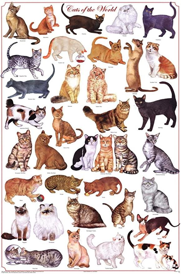 Cat Portrait Canvas - Cats of the World Educational Science Chart Canvas - Perfect Gift For Cat Lover, Friend, Family - Amzanimalsgift